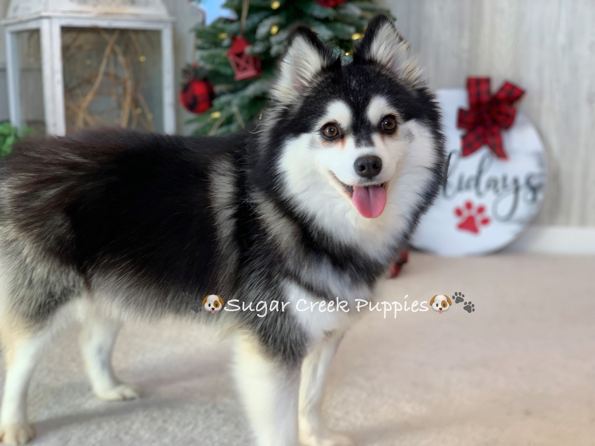 Oakley